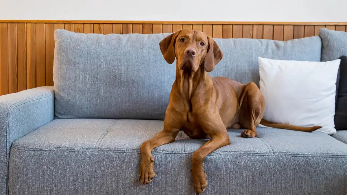 Dog-Friendly-Cushion-Fabrics-ZIPCushions-Top-Picks-for-Homes-with-Dogs | ZIPCushions