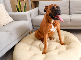 Custom Shape Pet Beds